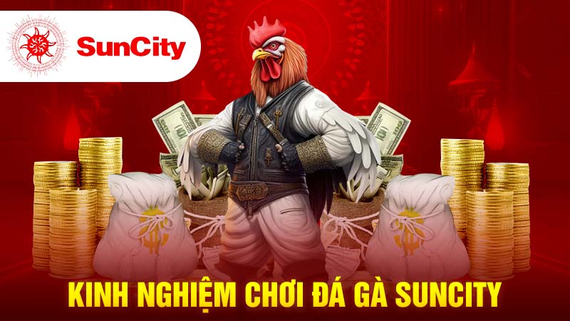 Kinh nghiệm chơi đá gà Suncity